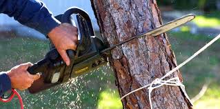 Best Fruit Tree Pruning  in Santa Rosa, NM