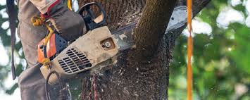 Best Tree and Shrub Care  in Santa Rosa, NM