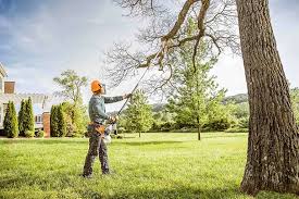 Best Lawn Disease Treatment  in Santa Rosa, NM