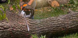 Best Lawn Pest Prevention  in Santa Rosa, NM