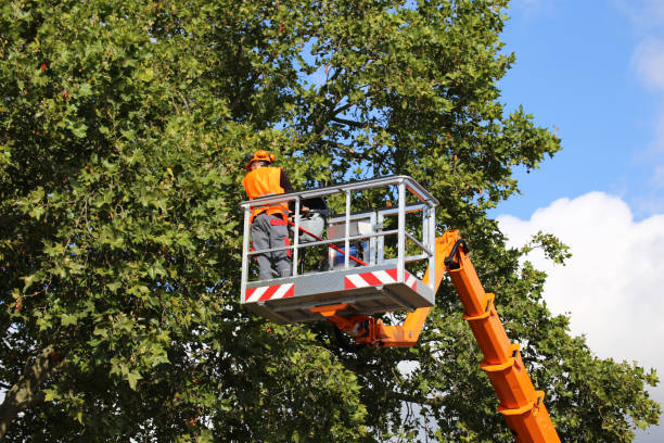 Best Tree Preservation Services  in Santa Rosa, NM