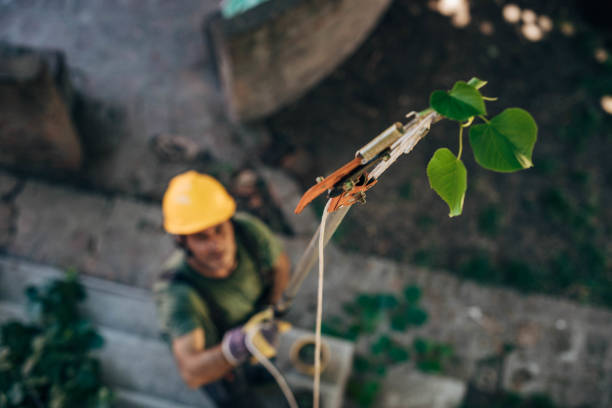 Best Hazardous Tree Removal  in Santa Rosa, NM