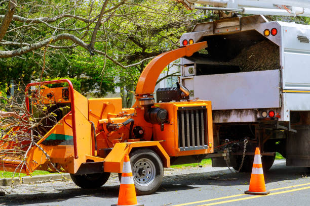 Best Tree Cabling and Bracing  in Santa Rosa, NM