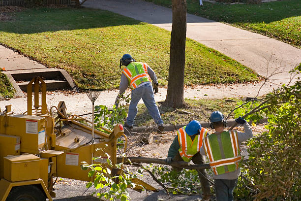 Best Stump Grinding and Removal  in Santa Rosa, NM