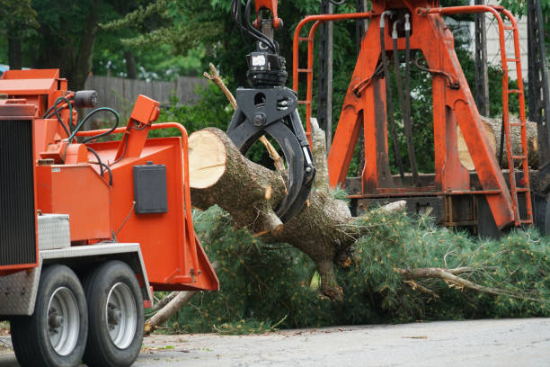 Best Emergency Tree Removal  in Santa Rosa, NM