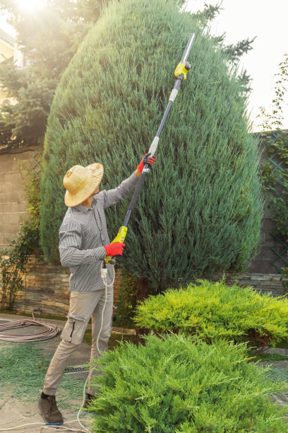 Reliable Santa Rosa, NM Tree Removal Solutions
