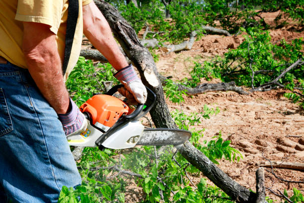 How Our Tree Care Process Works  in  Santa Rosa, NM